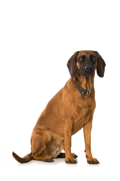 Bayersk Bergshund Isolerad — Stockfoto