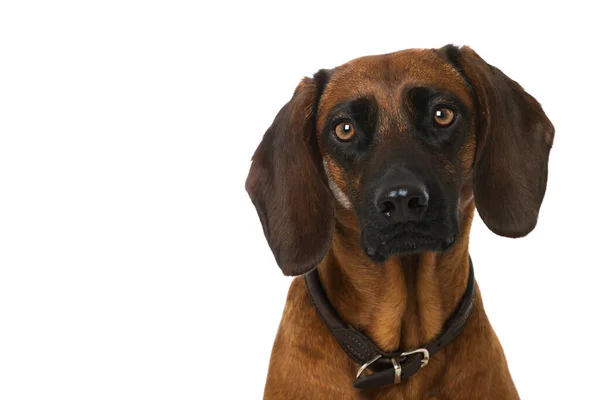 Cão Montanha Bávaro Isolado — Fotografia de Stock