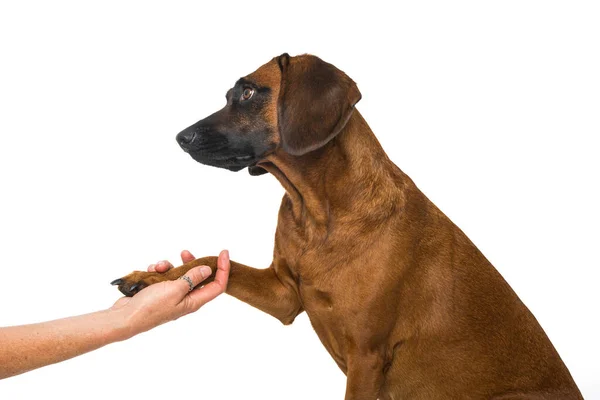 Beierse Berghond Geïsoleerd — Stockfoto