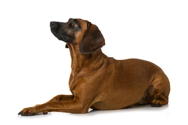 Bayersk Bergshund Isolerad — Stockfoto