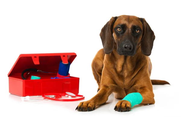 Perro Con Pata Lesionada —  Fotos de Stock