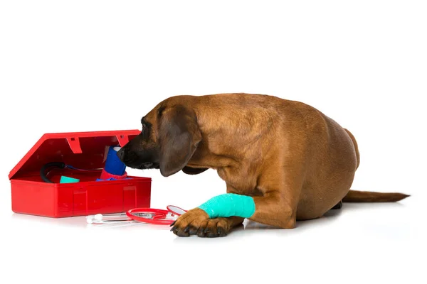 Hund Mit Verletzter Pfote — Stockfoto