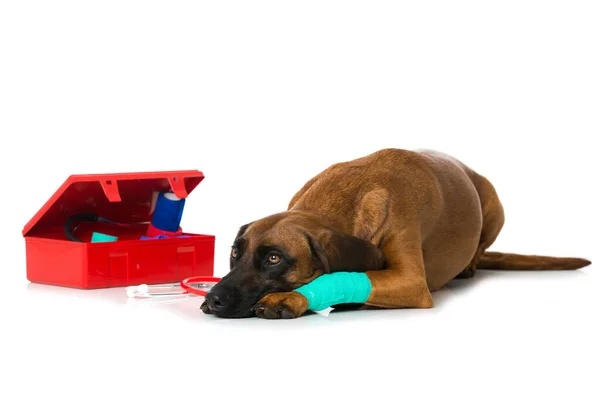 Hund Mit Verletzter Pfote — Stockfoto