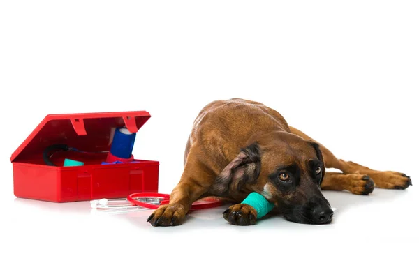 Perro Con Pata Lesionada —  Fotos de Stock