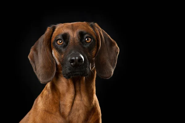 Cão Montanha Bávaro Fundo Preto — Fotografia de Stock