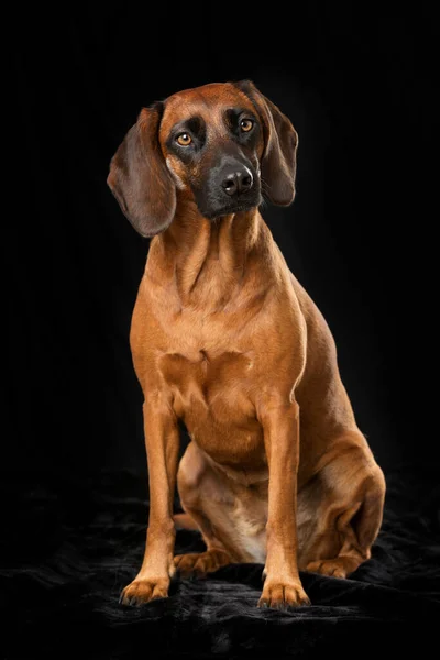 Bavorský Horský Pes Černém Pozadí — Stock fotografie