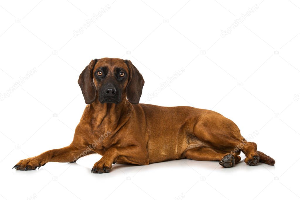 Bavarian mountain dog isolated
