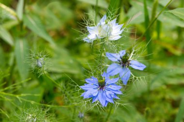 Nigella bahçede çiçek açıyor.