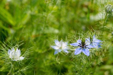 Nigella bahçede çiçek açıyor.