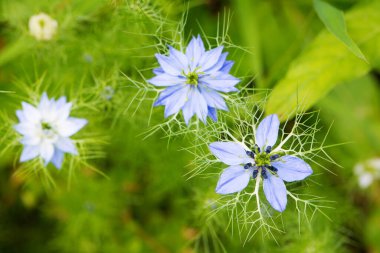 Nigella bahçede çiçek açıyor.