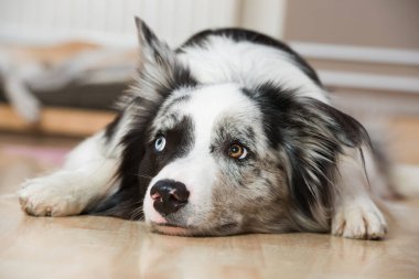 Border collie dog dairede yatıyor.