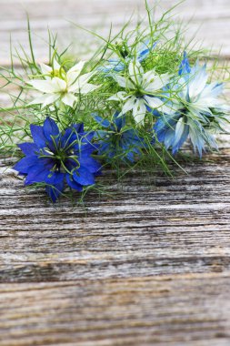Nigella ahşap arka planda çiçek açar
