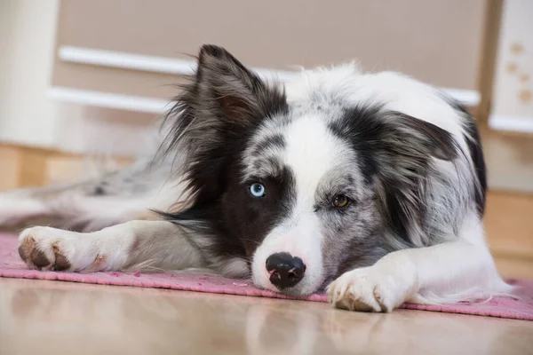 Border collie dog lying in the apartment