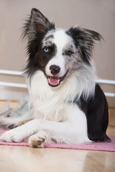 Gräns Collie Hund Ligger Lägenheten — Stockfoto