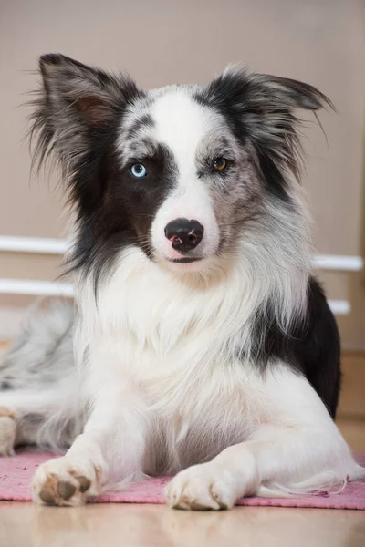 Fronteira Collie Cão Deitado Apartamento — Fotografia de Stock