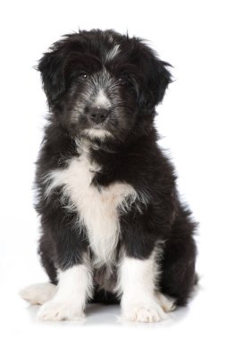Melez köpek yavrusu beyazda izole edilmiş.