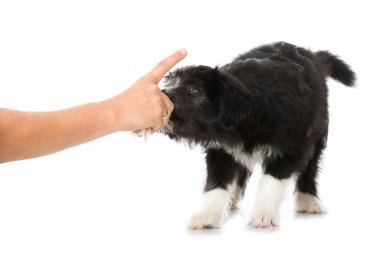 Melez köpek yavrusu beyazda izole edilmiş.