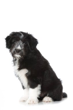 Melez köpek yavrusu beyazda izole edilmiş.