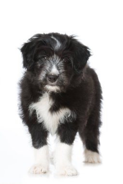 Melez köpek yavrusu beyazda izole edilmiş.