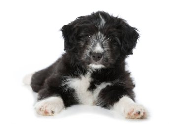 Melez köpek yavrusu beyazda izole edilmiş.