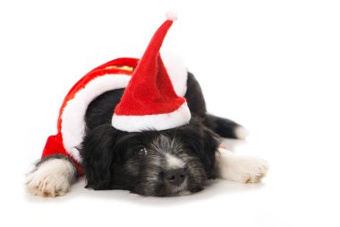 Noel Baba şapkalı şirin köpek yavrusu.