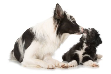 Yetişkin sınırında çoban köpeği ve melez bir yavru köpek.