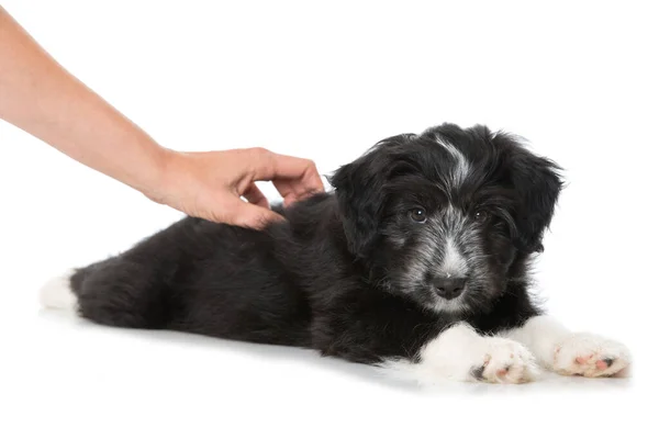 Gemengde Ras Puppy Geïsoleerd Wit — Stockfoto