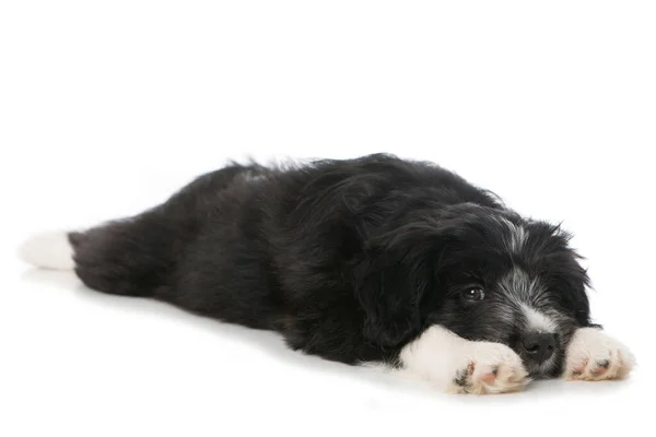 白に隔離された混合品種の子犬 — ストック写真