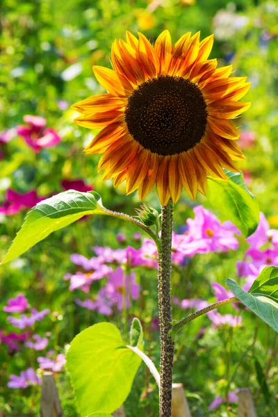 Einzelne Sonnenblume Garten — Stockfoto