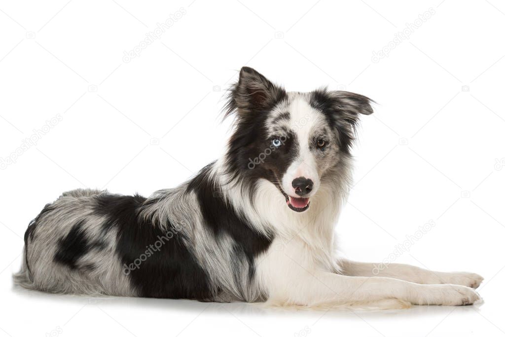 Border collie dogs isolated on white