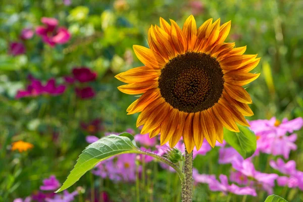 Einzelne Sonnenblume Garten — Stockfoto