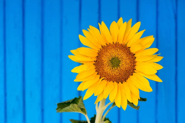 Einzelne Sonnenblume Garten — Stockfoto