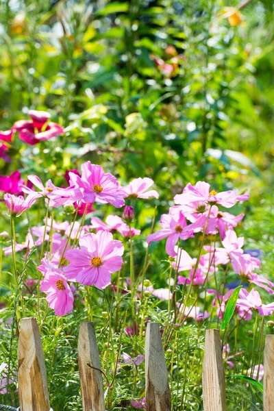 Summer flowers in a garden