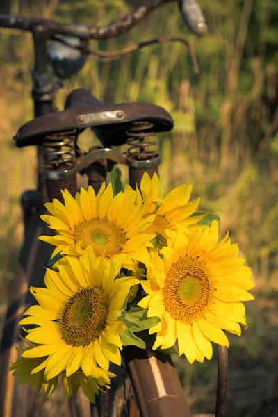 Altes Fahrrad Mit Sonnenblumen — Stockfoto