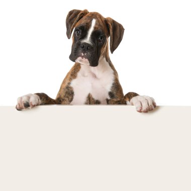 Boksör köpeği duvarın üstünden bakıyor.