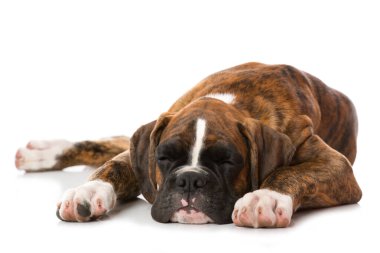 Yalancı köpek beyazı izole etmiş.