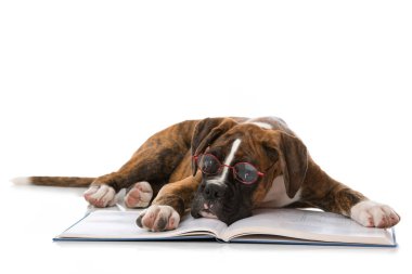 Beyaz üzerine kitap ayrılmış köpek yavrusu.