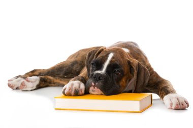 Beyaz üzerine kitap ayrılmış köpek yavrusu.