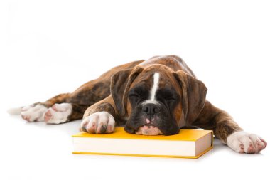 Beyaz üzerine kitap ayrılmış köpek yavrusu.