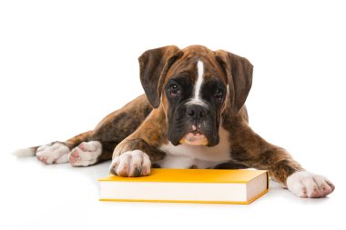 Beyaz üzerine kitap ayrılmış köpek yavrusu.