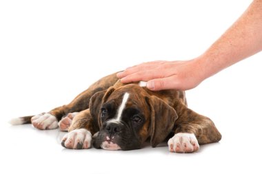 Yavru köpek beyazı okşadı.