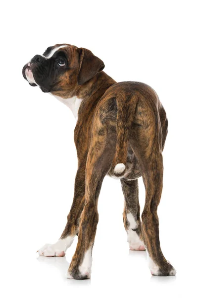 Boxer Puppy Isolated White — Stock Photo, Image