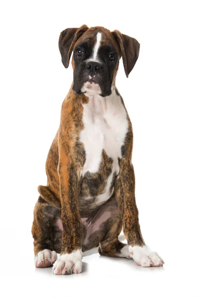 Boxer Puppy Geïsoleerd Wit — Stockfoto