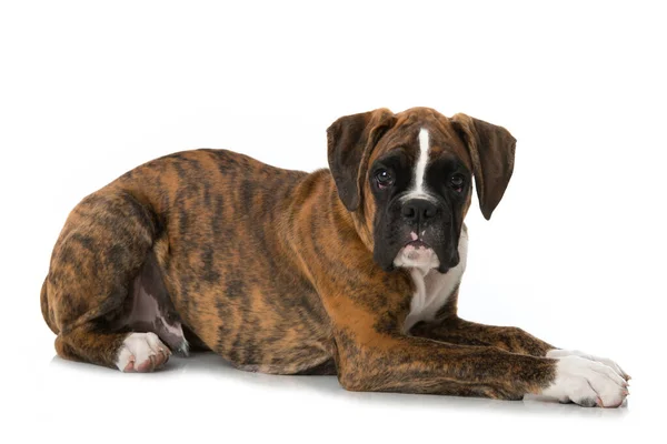 Boxer Puppy Geïsoleerd Wit — Stockfoto