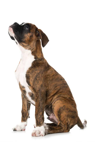 Boxer Puppy Geïsoleerd Wit — Stockfoto