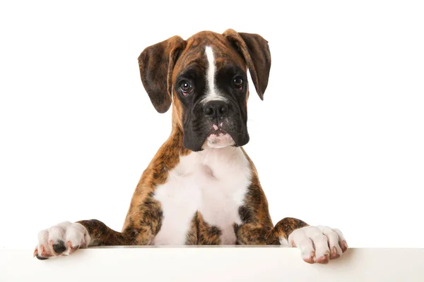 Boxer Puppy Looking Wall — Stock Photo, Image