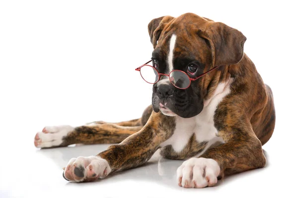 Cachorro Con Gafas Aisladas Blanco — Foto de Stock