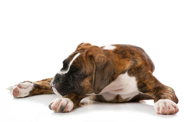 Cucciolo Addormentato Isolato Bianco — Foto Stock