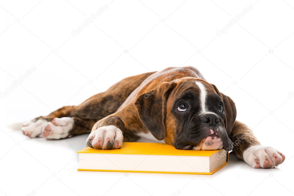 Puppy with book isolated on white