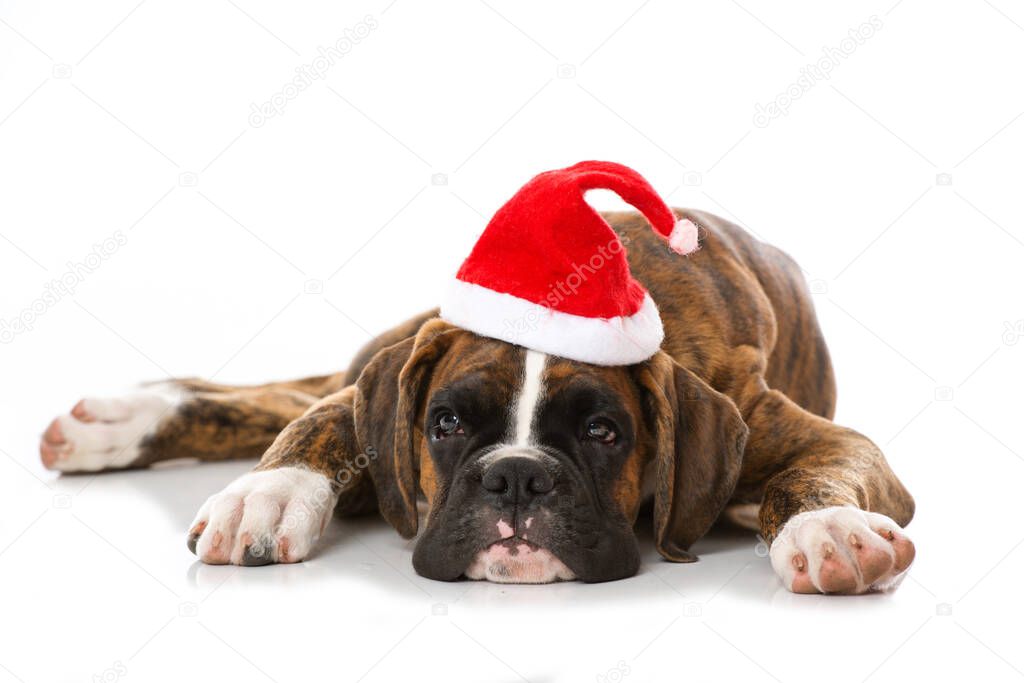 Christmas puppy isolated on white